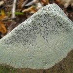 Porpidia albocaerulescens