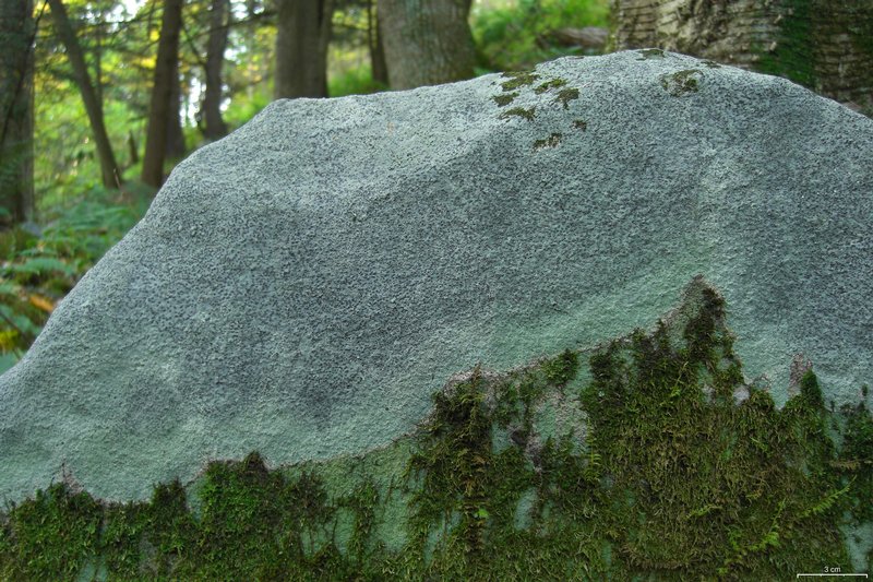 Porpidia albocaerulescens