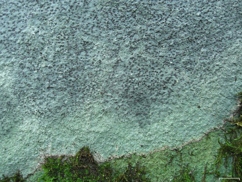Porpidia albocaerulescens