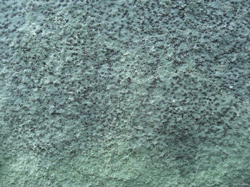 Porpidia albocaerulescens