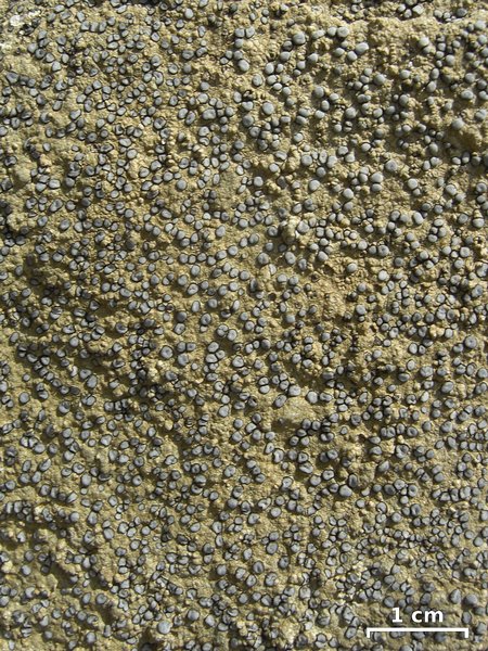 Porpidia albocaerulescens