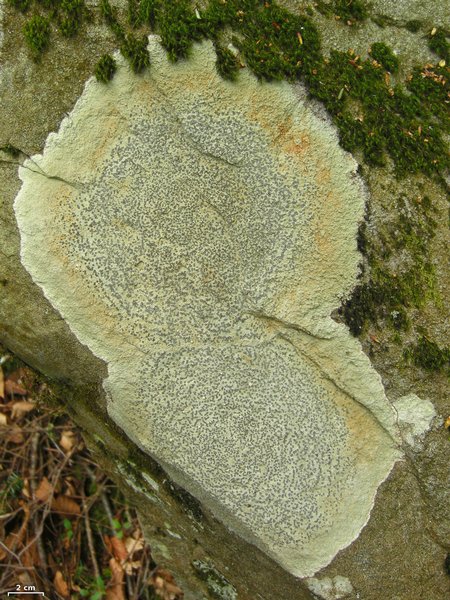 Porpidia albocaerulescens