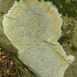 Porpidia albocaerulescens