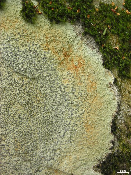 Porpidia albocaerulescens