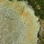 Porpidia albocaerulescens