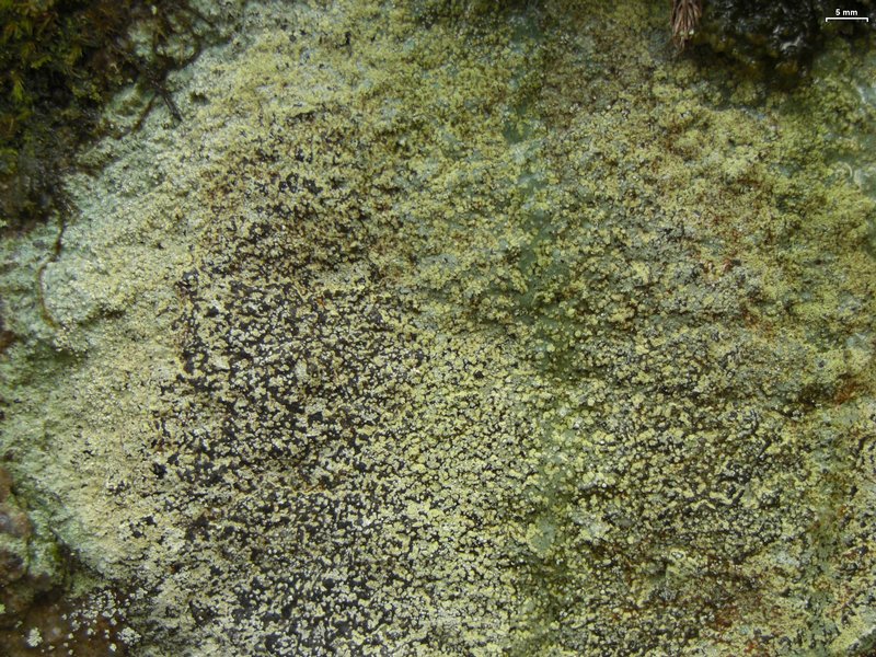 Porpidia albocaerulescens