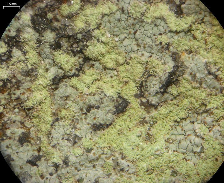 Porpidia albocaerulescens
