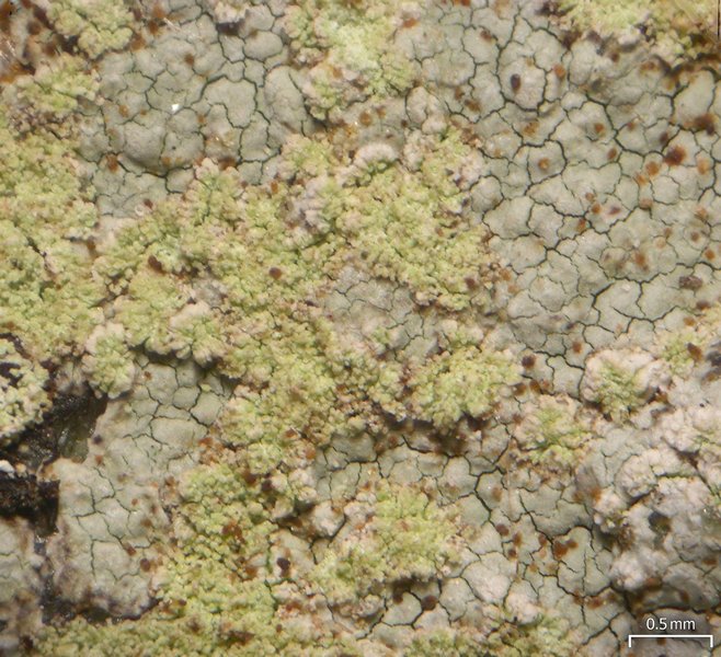 Porpidia albocaerulescens