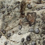Porpidia carlottiana