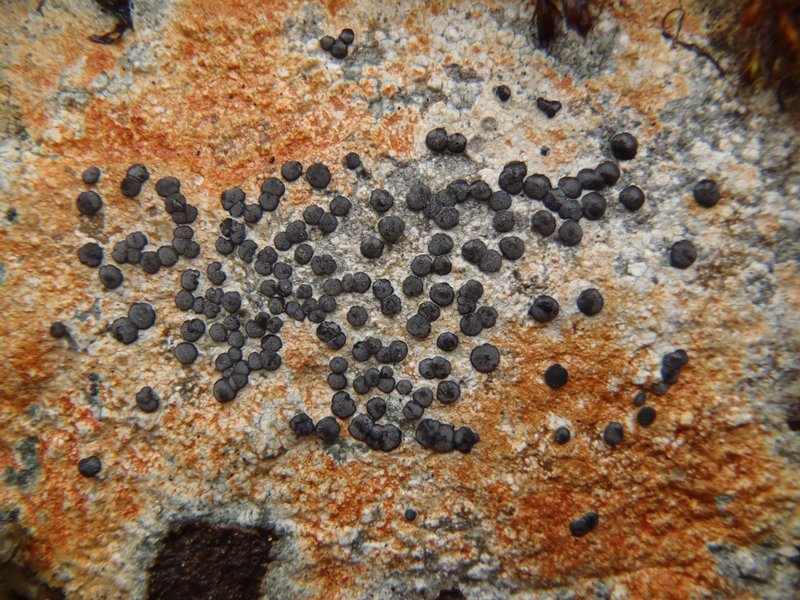 Porpidia cinereoatra