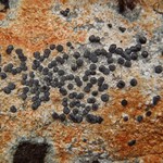 Porpidia cinereoatra
