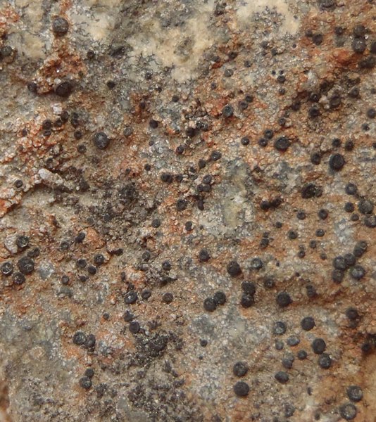 Porpidia contraponenda