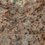 Porpidia contraponenda