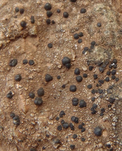 Porpidia crustulata