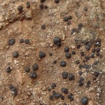 Porpidia crustulata