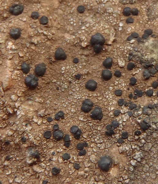 Porpidia crustulata