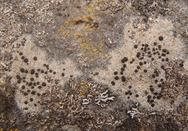 Porpidia crustulata