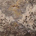 Porpidia crustulata