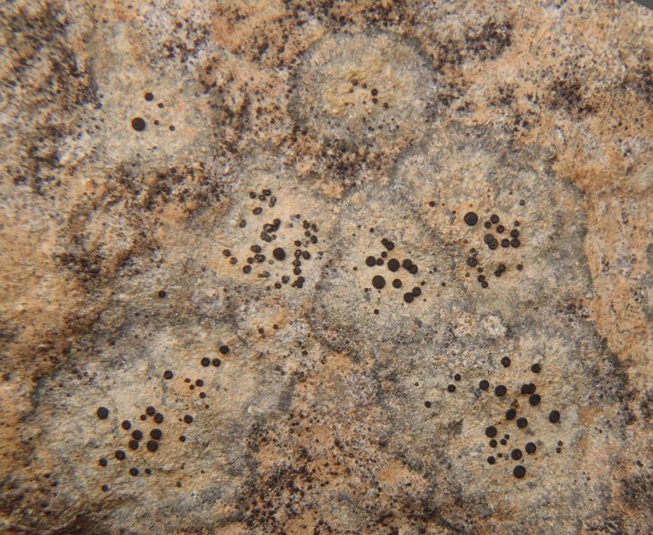 Porpidia crustulata