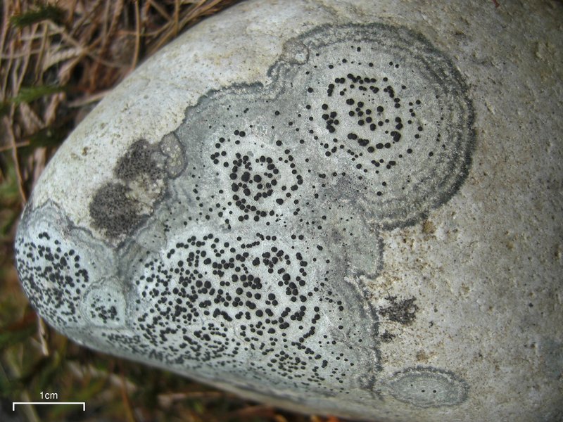Porpidia crustulata