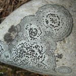 Porpidia crustulata