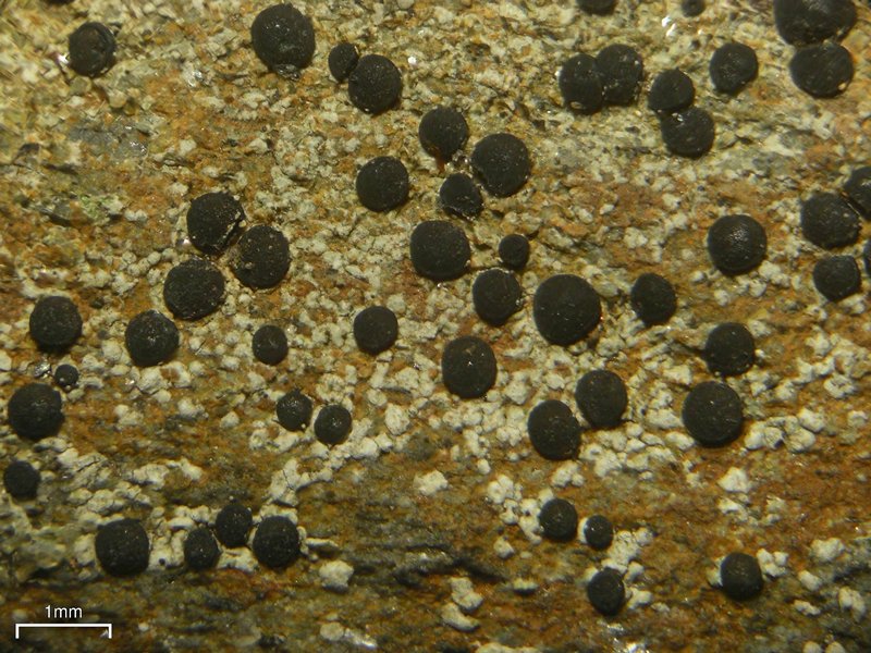 Porpidia crustulata