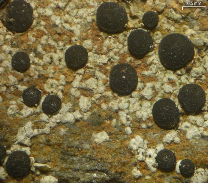 Porpidia crustulata