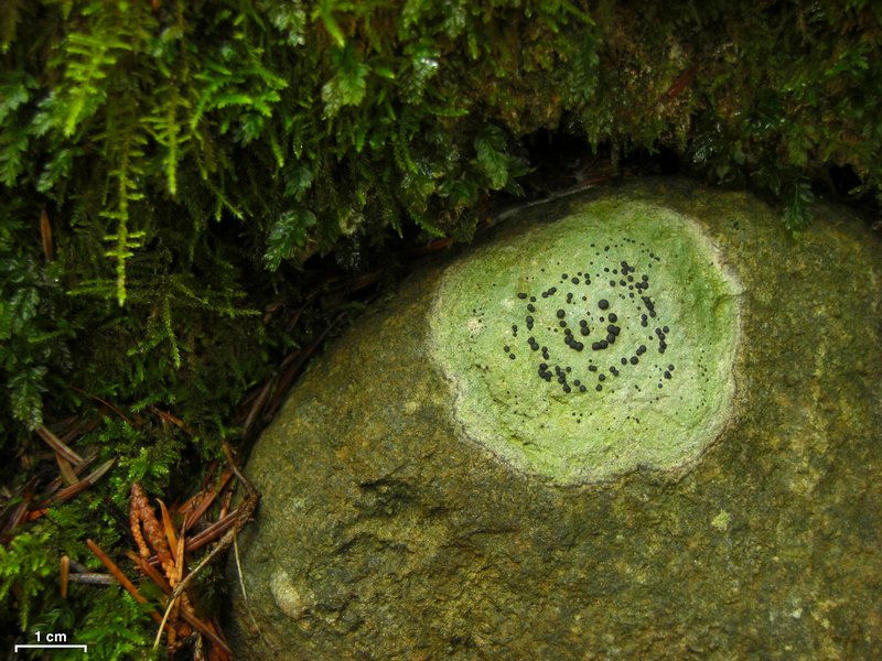 Porpidia crustulata