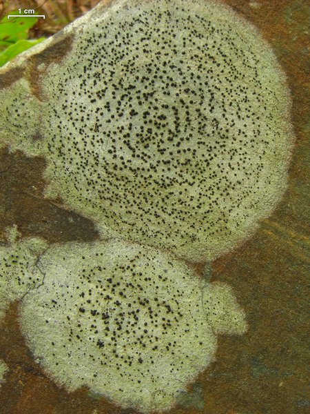 Porpidia crustulata