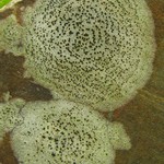 Porpidia crustulata