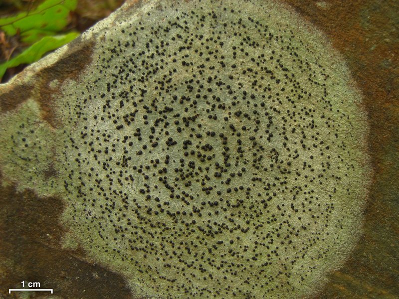 Porpidia crustulata