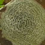 Porpidia crustulata