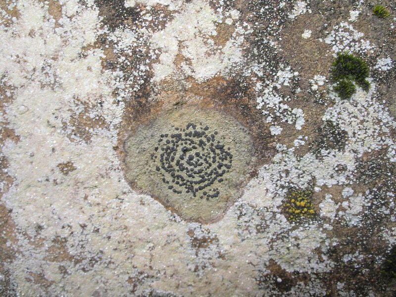 Porpidia crustulata