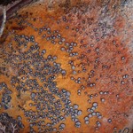 Porpidia flavocaerulescens