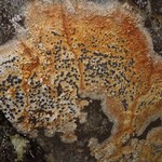 Porpidia flavocaerulescens