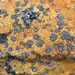 Porpidia flavocaerulescens