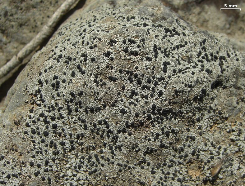Porpidia macrocarpa