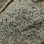 Porpidia macrocarpa