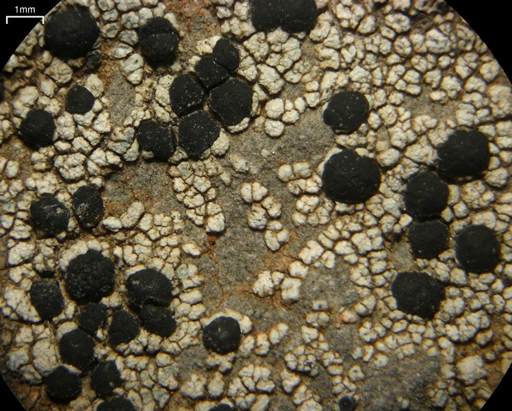 Porpidia macrocarpa