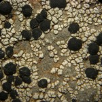 Porpidia macrocarpa