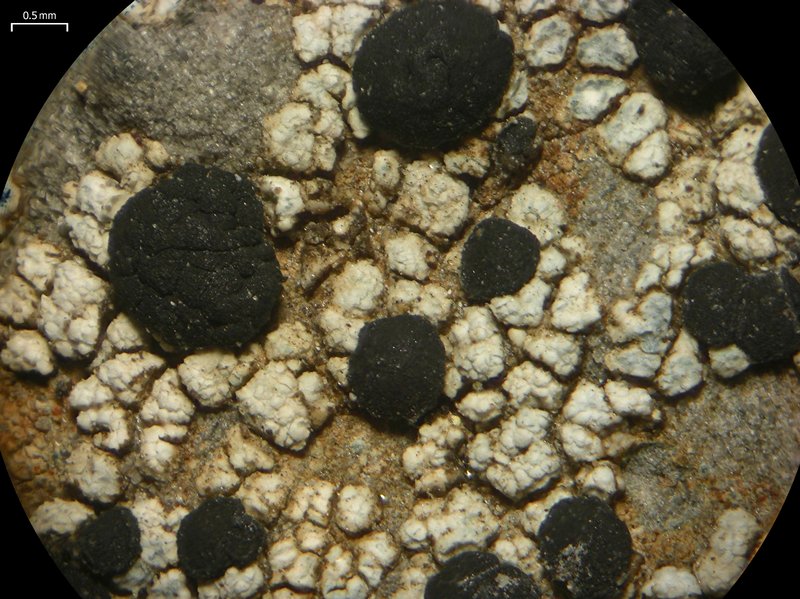 Porpidia macrocarpa