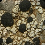 Porpidia macrocarpa