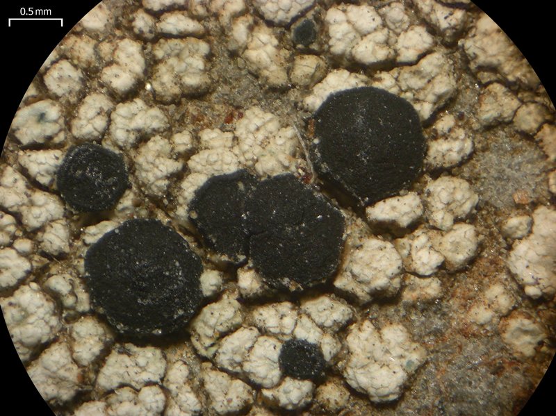 Porpidia macrocarpa