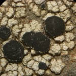 Porpidia macrocarpa