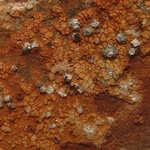 Porpidia melinodes