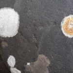 Porpidia ochrolemma