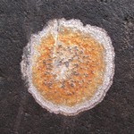 Porpidia ochrolemma