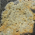 Porpidia ochrolemma