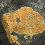 Porpidia ochrolemma