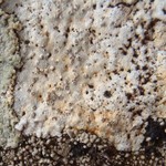 Porpidia ochrolemma